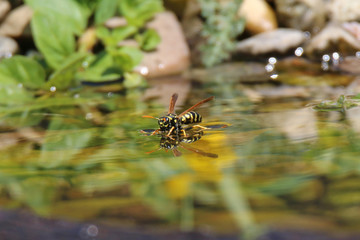 Vespula vulgaris to stand on water and so drink in summer