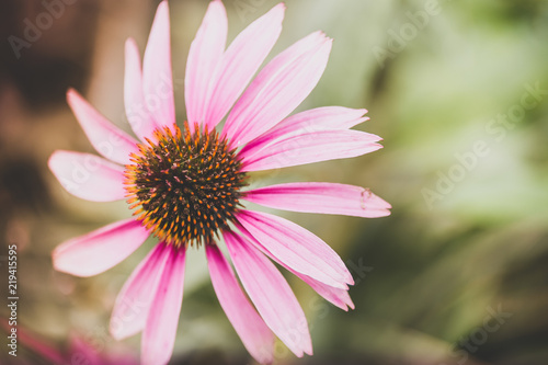 Fleur Echinacea En Couleur De Couleur Rose Et Blanche Sur