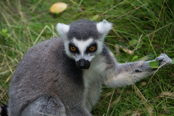 Naklejka na ściany i meble Single isolated ring tailed lemur animal holding a leaf in his hand and facing towards the spectator.