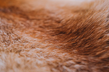 Closeup top view of texture of colorful real dead animal fur. Natural furry background. Horizontal color photography.