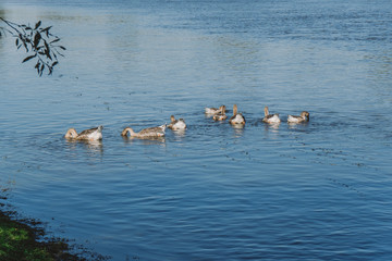 Group of domestic geese swimming in blue river happily and eating water plants. Countryside eco farming concept. Horizontal color photo.