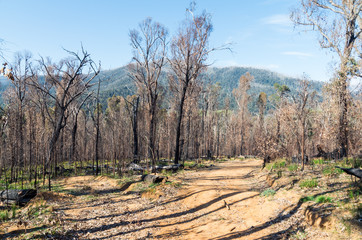 Fire access track through the forest near Marysville, Australia