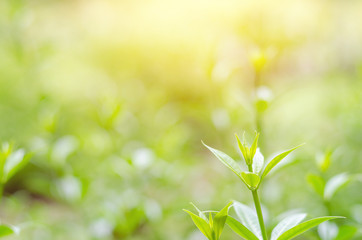 Green leaves have a background or wallpaper.