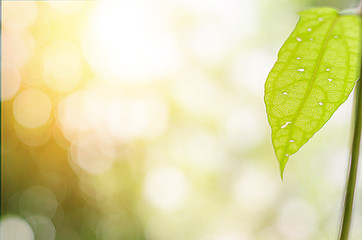 Green leaves have a background or wallpaper.