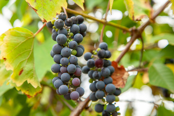 Vineyard. Blue grapes grow on branches