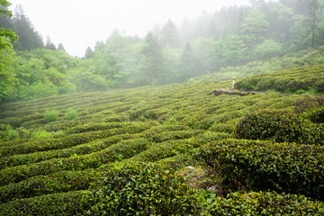 Fototapeta na wymiar Green tea plant field in Lushan mountain in Jiangxi China