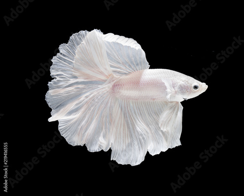 betta fish white