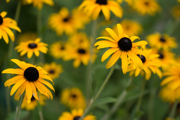 fleur jaune rudbeckia en été en couleur dans un jardin