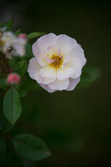 fleur rose de couleur blanche seule sur fonds noir et sombre en vue verticale