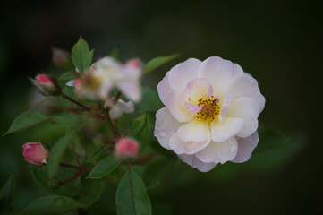 fleur rose de couleur blanche seule sur fonds noir et sombre