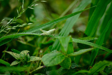 white grasshopper on the grass