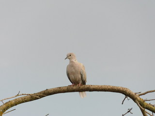 Wild Dove