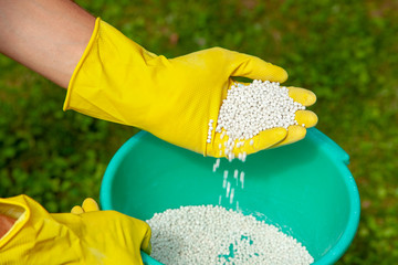 Fertilizing plants, lawns, trees and flowers. Gardener in gloves holds white fertilizer balls