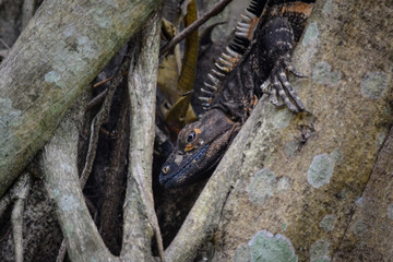 Iguana inside the tree