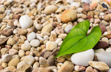 A green leaf put on pebble ground at seaside 
