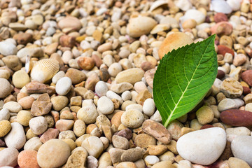 A green leaf put on pebble ground at seaside 