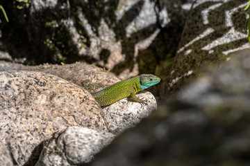 lizard