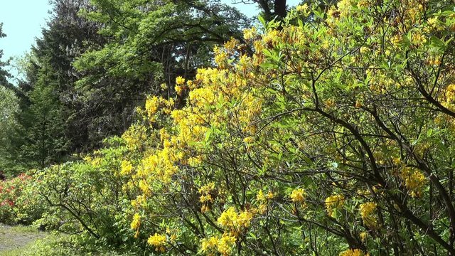 Yellow rhododendron bushes and trees in a spring park. Sunny day.