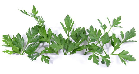 Petersilie - Panorama