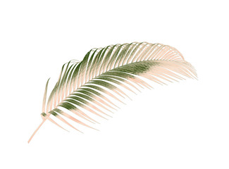 green leaf of palm tree isolated on white background