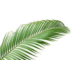 green leaf of palm tree isolated on white background