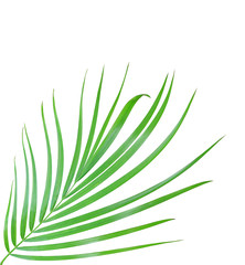 green palm leaf isolated on white background with clipping path
