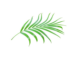 green palm leaf isolated on white background with clipping path