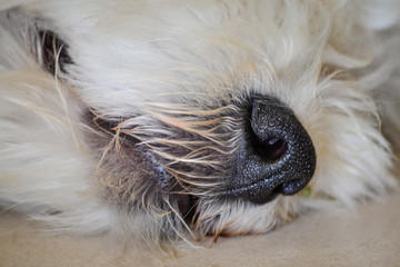 portrait of the dog nose close up