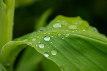 Dew drops at the green leaves in the nature