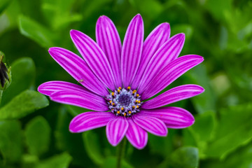Obraz premium Osteospermum
