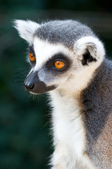 Lemur Kata / Lemur catta