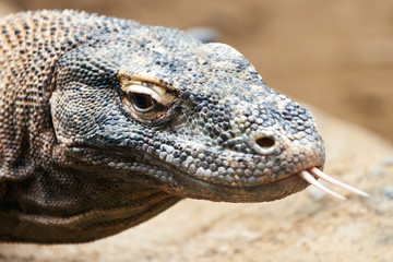 Varanus komodoensis / Komodo dragon, 