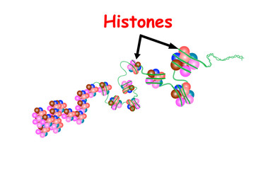 Histone in the structure of DNA. genome sequence. Telo mere is a repeating sequence of double-stranded DNA located at the ends of chromosomes Nucleotide, Phosphate, Sugar, and bases. education vector