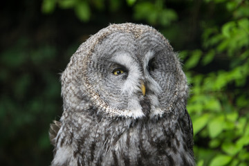 Close up of The Great grey owl facing his left, appearing to be angry