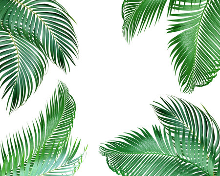 green palm leaf on white background