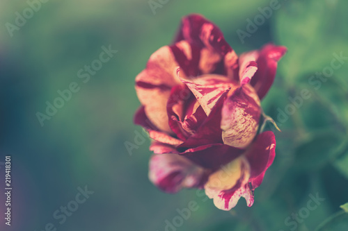 Fleur Rose De Couleur Rouge Et Jaune En Vue Horizontal Le