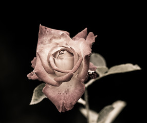 fleur rose de couleur rouge en forte lumière spot dirigée vers le bas