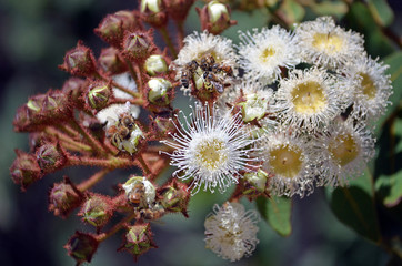 Honey bees swarming on opening flower buds of Angophora hispida (Dwarf Apple tree) in the Royal National Park, NSW, Australia