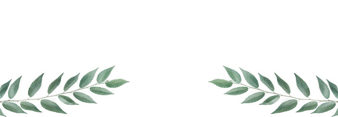 Branch on white background with a copyspace.
