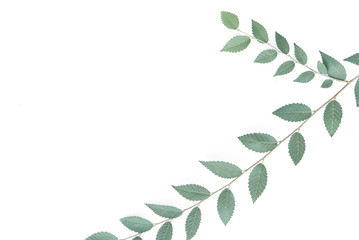 Branch on white background with a copyspace.
