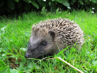Hedgehog on Grass