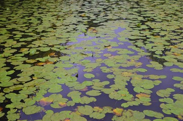 Wandern Niederrhein Wandern Grefrath-Oedt, See Seerosen Blüten gelb