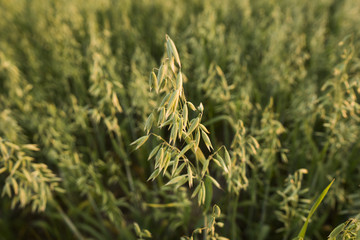 Close up on a green oat ears of wheat growing on the field. Agriculture. Nature product.