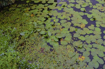 Wandern Niederrhein Wandern Grefrath-Oedt, See Seerosen Blüten gelb