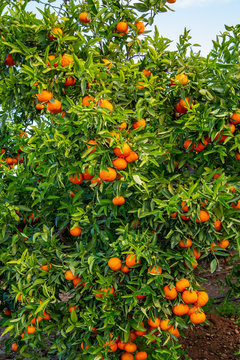 Mogna clementiner i en fruktodling