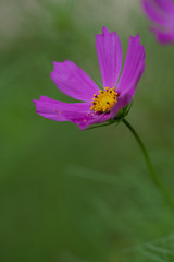 fleur violette cosmos sur fonds vert  dans le jardin en été le matin