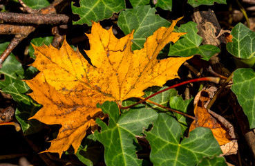 Herbstfarben