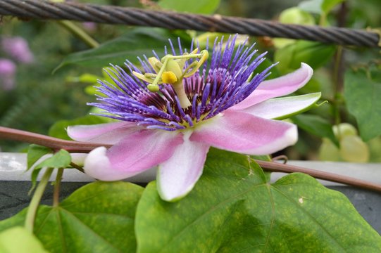 Bl&uuml;te der Passionsblume (Passiflora) Nahaufnahme