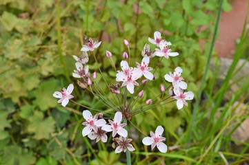 Obraz premium Wandern Niederrhein Wandern Grefrath-Oedt, Bachlauf, Teich, Blumenbinse, rosa Blüte