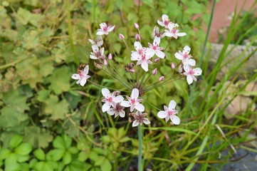 Obraz premium Wandern Niederrhein Wandern Grefrath-Oedt, Bachlauf, Teich, Blumenbinse, rosa Blüte